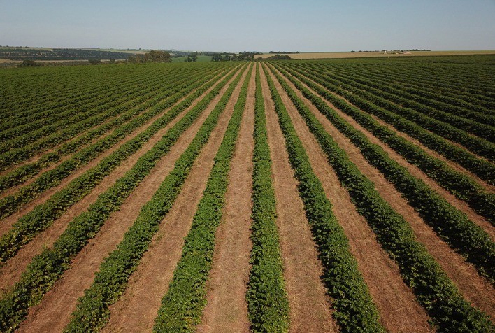 Valor Bruto da Produção agropecuária mineira atinge recorde de R$ 132,3 bilhões em 2022