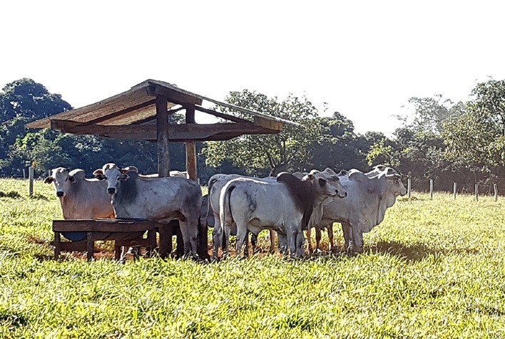 Boi vivo: ambiente fragilizado e preços em queda no decorrer do mês