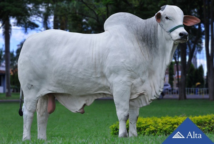 Alta participa da Expoinel Minas com principais touros da raça Nelore