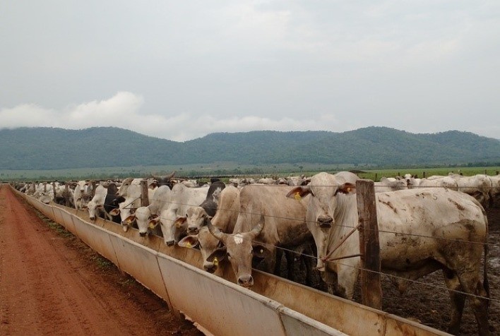 Tecnologias e suplementos nutricionais de ponta marcam a participação da DSM no Show Rural Coopavel 2023