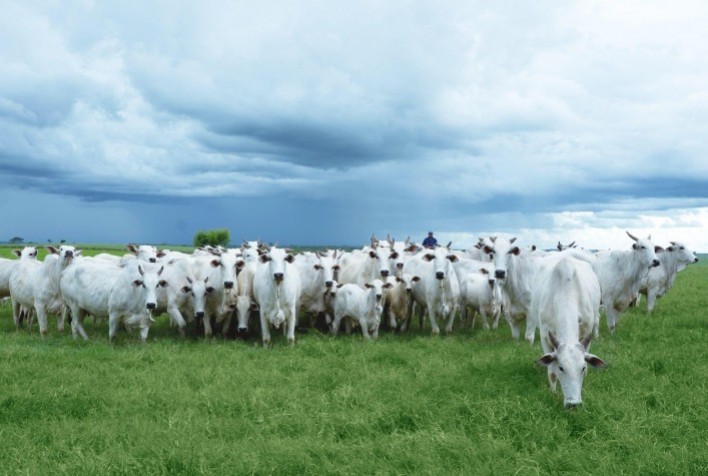 A eficiência da ressincronização em bovinos de corte