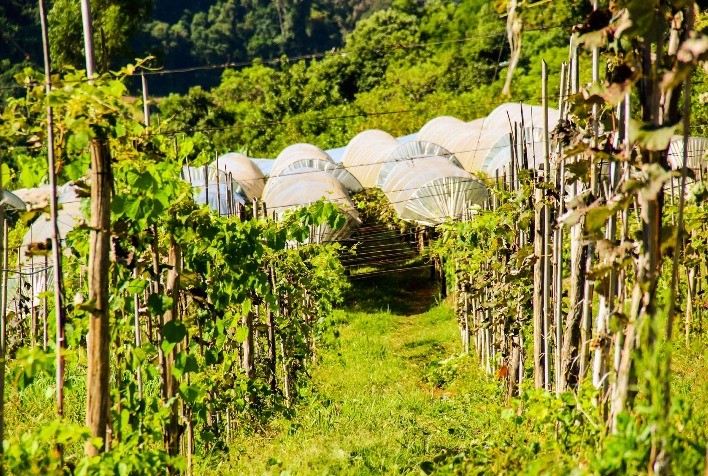 ANCHIETA: Rota turística na capital das sementes crioulas proporciona vivências rurais