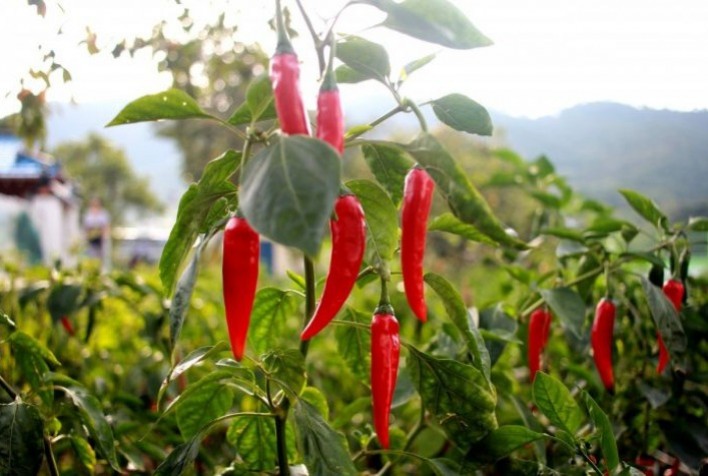 Epamig lança cartilha sobre cultivo de pimenta Capsicum