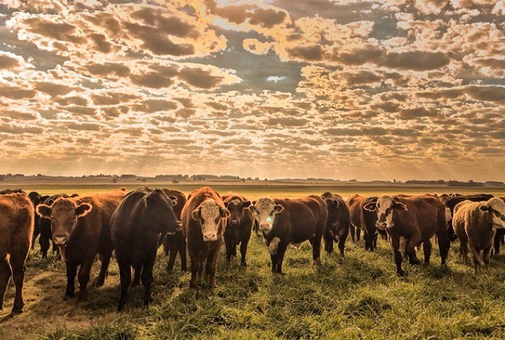 Boi vivo: maior atuação dos frigoríficos no mercado proporcionou novo reajuste aos pecuaristas