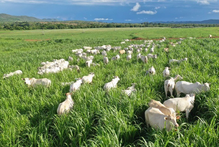 Assocon apoia o ‘2º Dia de Campo BCA: Integração Lavoura-Pecuária-Intensiva’, em 10 de fevereiro, em Mato Grosso do Sul