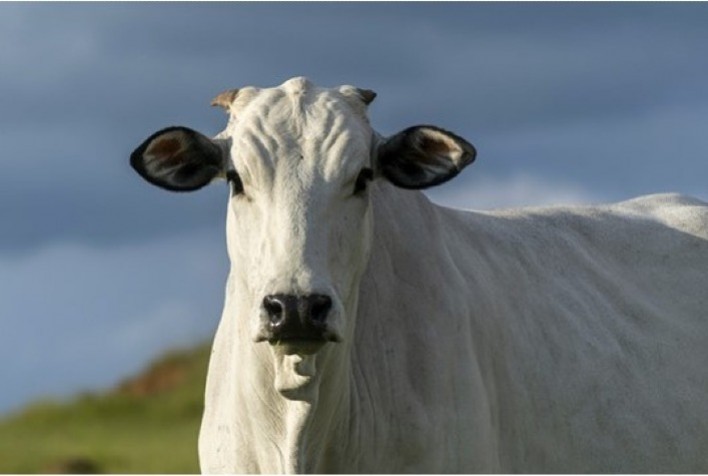 Preço do boi vivo melhorou a participação sobre a carne bovina no varejo em 2022