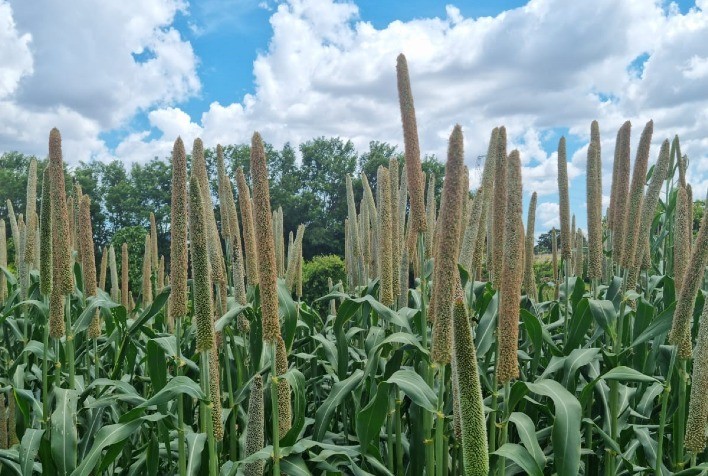Para o fechamento do plantio na 2ª safra, milheto é opção segura e lucrativa para o produtor