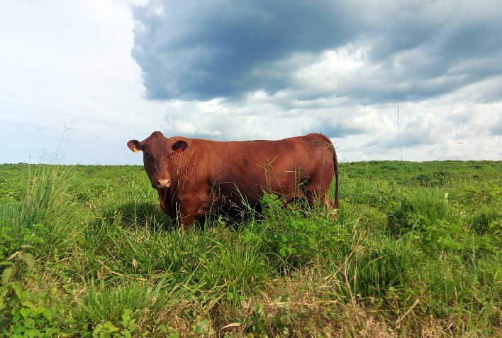 ANC passa a registrar animais da raça Bonsmara