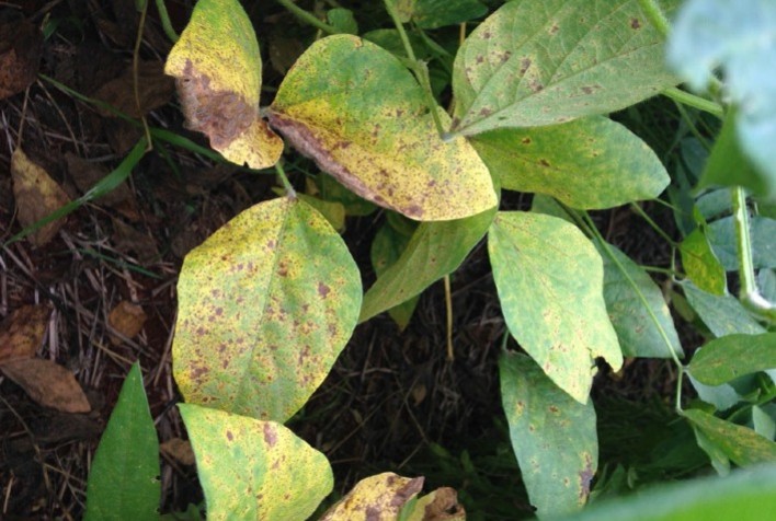 Inteligência artificial identifica plantas doentes simulando processo cerebral