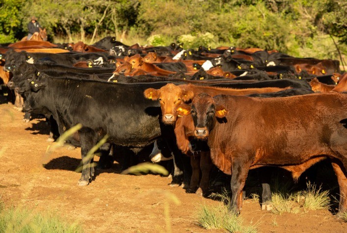Início de ano na pecuária gaúcha ainda é desalentador