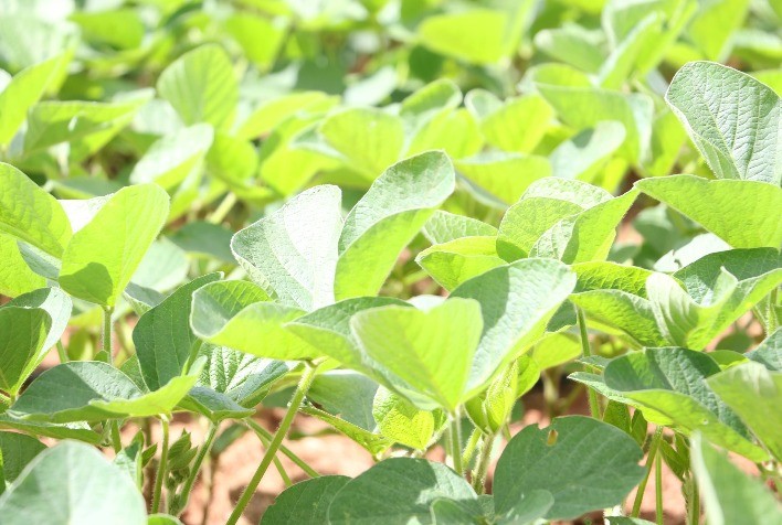 Manejo fisiológico e nutricional da soja é alternativa segura para alta produtividade em campo