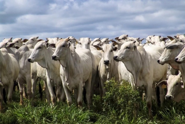 Aplicação de calcário dobra quantidade de cabeça por hectare