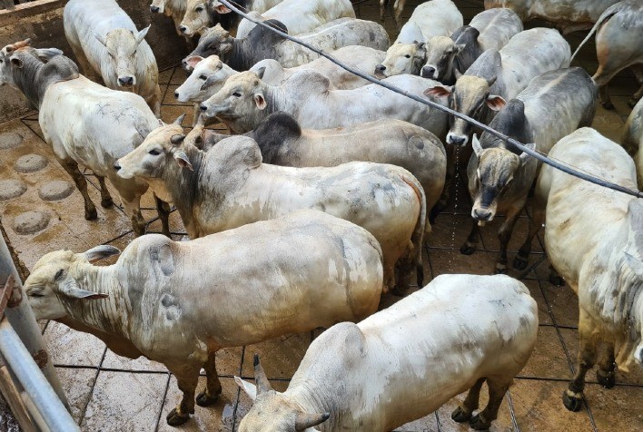 25º Circuito Nelore de Qualidade tem início com etapa internacional na Bolívia