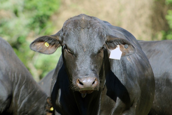 Promebo e Embrapa conduzem projeto de genômica da raça Brangus