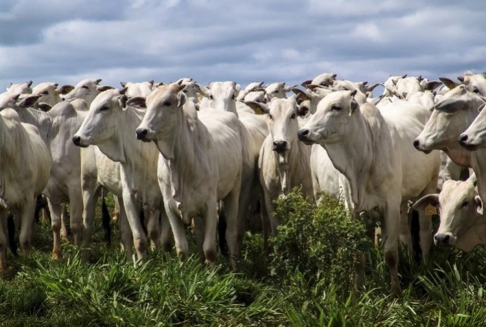 Boi vivo: preço médio diário alcança evolução de 7,3% no decorrer de fevereiro