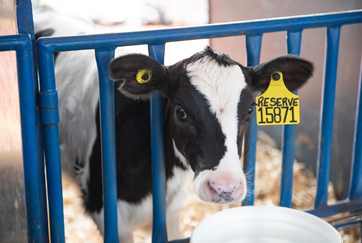 Ração correta na suplementação de vacas de leite amplia produção e lucratividade