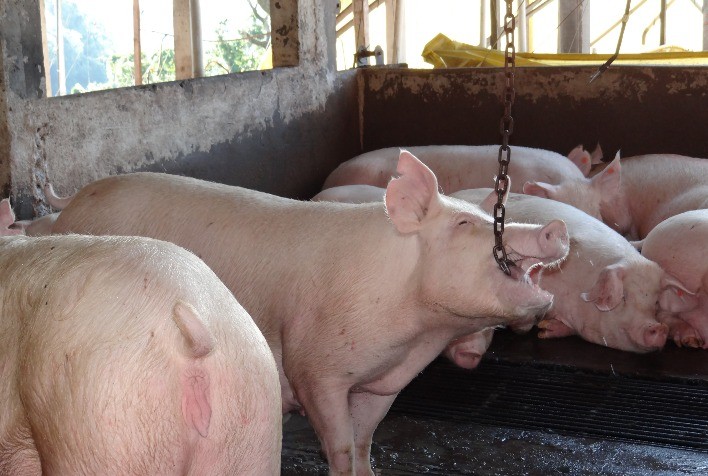 Produtores usam “brinquedos” para acalmar os suínos nas granjas