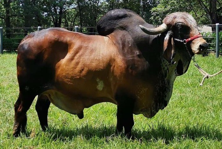 Semex Brasil realiza exportação de genética bovina para a Índia