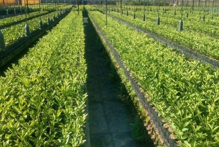 Pesquisa desenvolve o primeiro porta-enxerto de goiabeira resistente ao nematoide-das-galhas