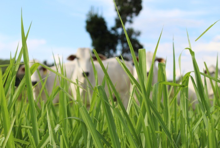 Exportações para China são temporariamente suspensas após caso de vaca louca no Brasil