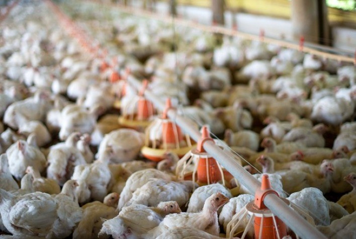 Na União Europeia, mais de 80% da produção de carne de frango está concentrada em 9 dos 27 integrantes do bloco
