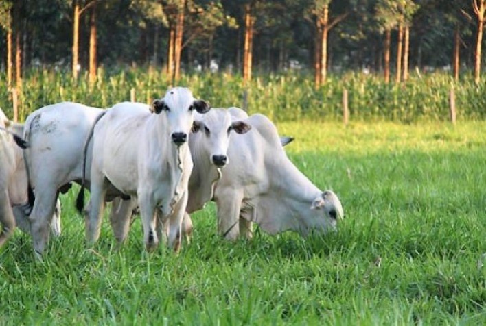 Boi vivo: preço médio diário segue apontando evolução de 7,3% no decorrer de fevereiro