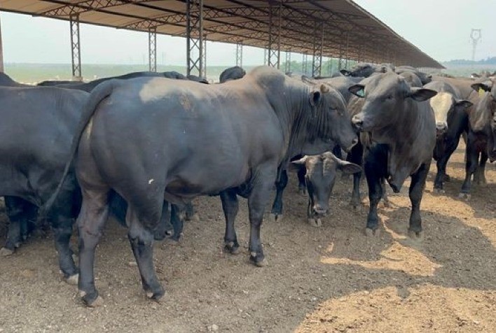 Agropecuária Beledelli produz animais de 26 meses, com quase 28@, utilizando a genética Alta