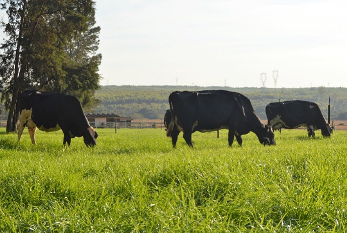 Estudo comprova que pecuária de leite no Brasil gera baixa emissão de carbono