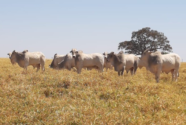 Doença da vaca louca: quais os impactos para o mercado?