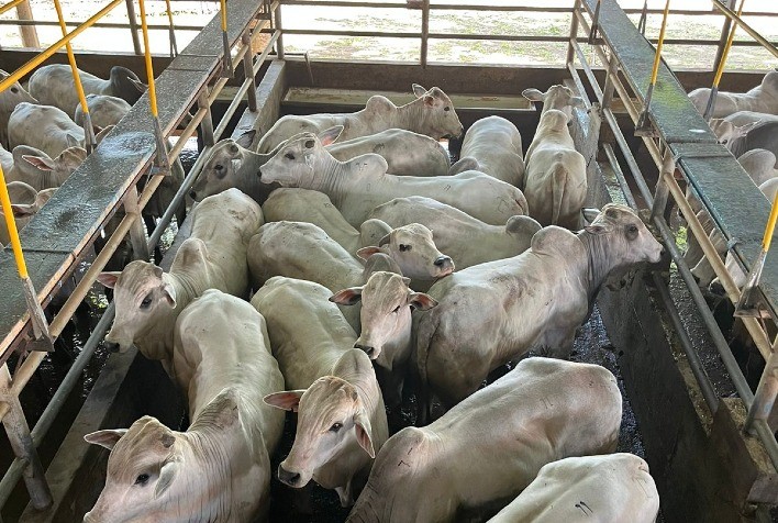 Circuito Nelore de Qualidade avalia 488 bovinos em primeira etapa do ano, na Bolívia