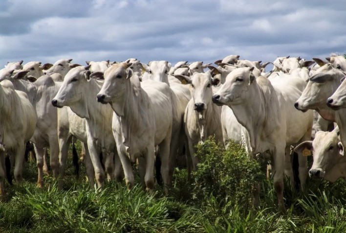Pesquisa IEA registrou queda de 1,6% no preço da carne bovina em janeiro