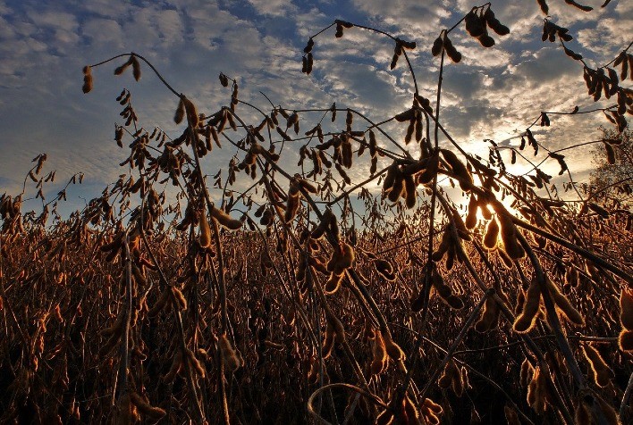 USDA prevê safra de soja do Brasil em 153 mi de tem 2022/23