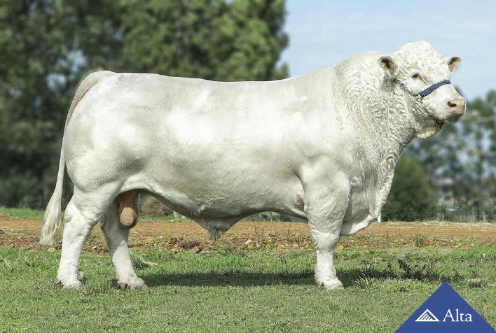 Jatobê Legend é líder do Promebo e comprova força da bateria de Corte Taurino da Alta