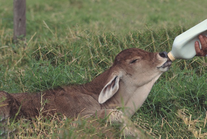 Alta Cria Beef: primeiro programa sobre criação de bezerros de corte