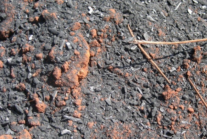 Biocarvão, energia limpa, promove o crescimento das plantas e reduz a severidade da murcha por Fusarium no tomateiro