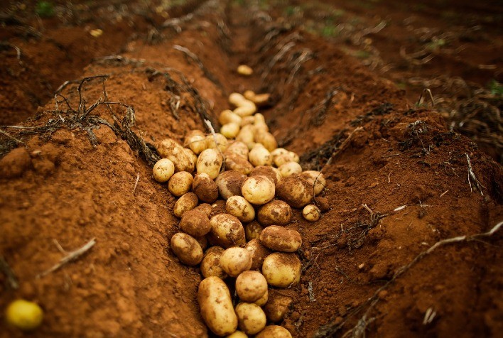 Estratégia de cultivo de batata controle nematoides