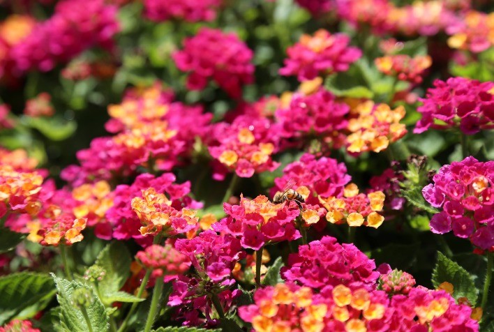 Mercado de flores estima incremento de 8% nas vendas