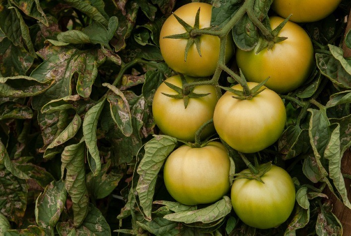 Preços do tomate estão elevados no atacado