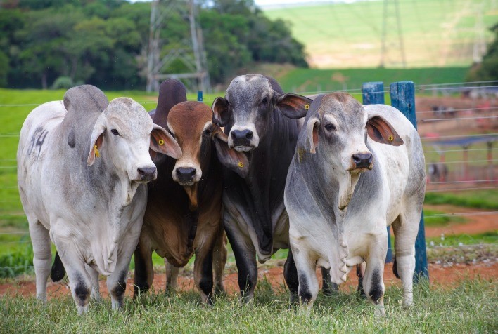 Brahman abre inscrições para 3ª Prova de Eficiência e Performance