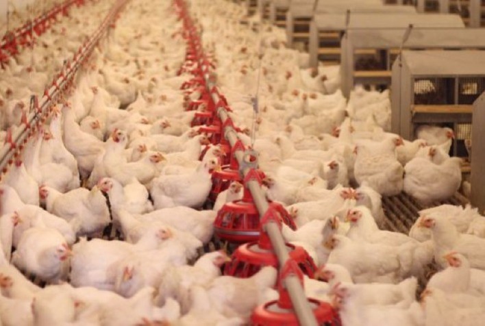 Estudo da USP contribui para reduzir o uso de antibióticos na criação de frangos