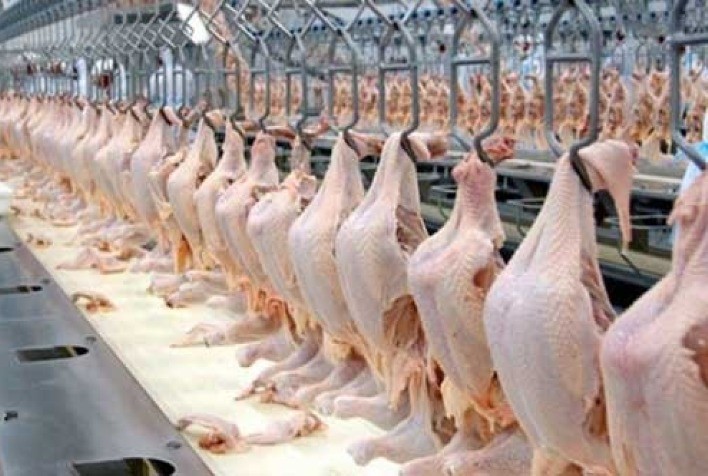 Mesmo em recuperação, preços do frango abatido se encontram aquém dos registrados várias vezes em anos anteriores