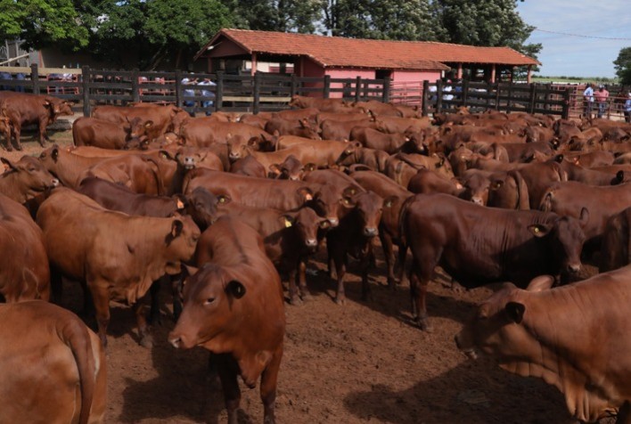 Curso Novos Enfoques em Produção e Reprodução de Bovinos comemora 25 anos em seu tradicional evento anual