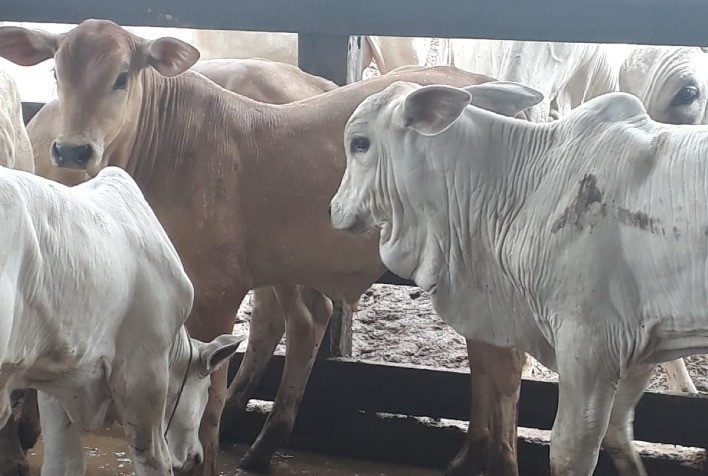 Genética do projeto Montana HJ, de Sergipe, evolui com apoio da associação de criadores