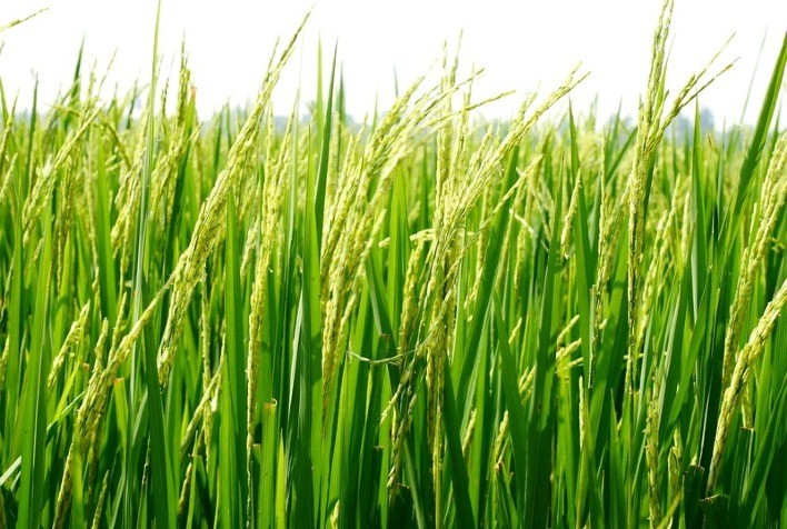 Em Goiás, VBP da produção de arroz tem projeção de crescimento de 24,5% em 2023