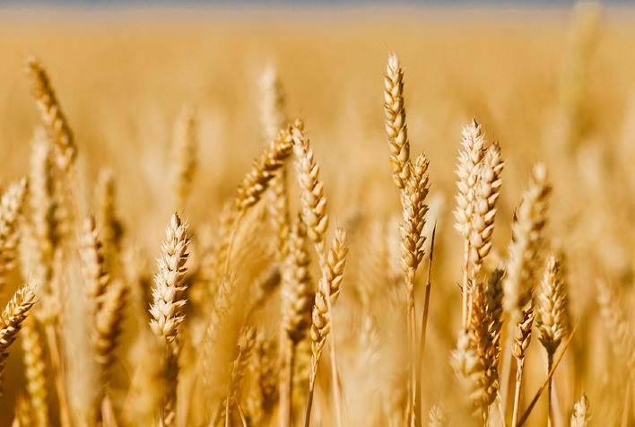 Indonésia aprova trigo transgênico tolerante à seca da argentina Bioceres