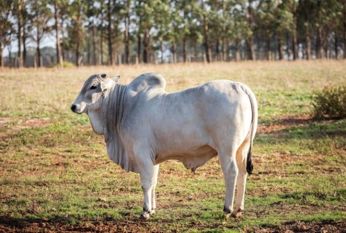 Rumos para a adoção da rastreabilidade bovina são abordados em webinar gratuito