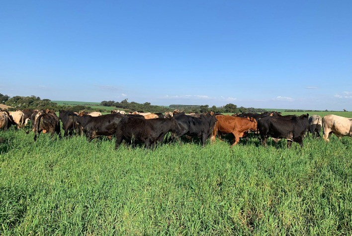 Agrigooders firma parceria com GTPS para fomentar pecuária sustentável