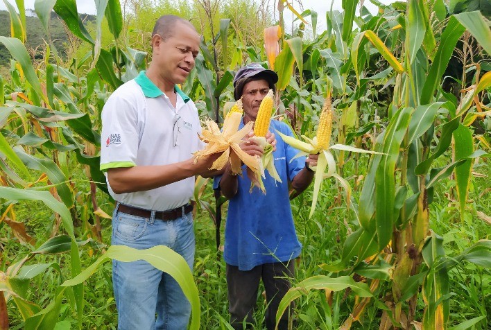 Produtores mineiros apostam no cultivo do milho de segunda safra