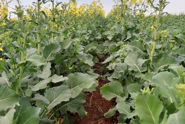 Fertilizante mineral impulsiona produtividade de canola no RS