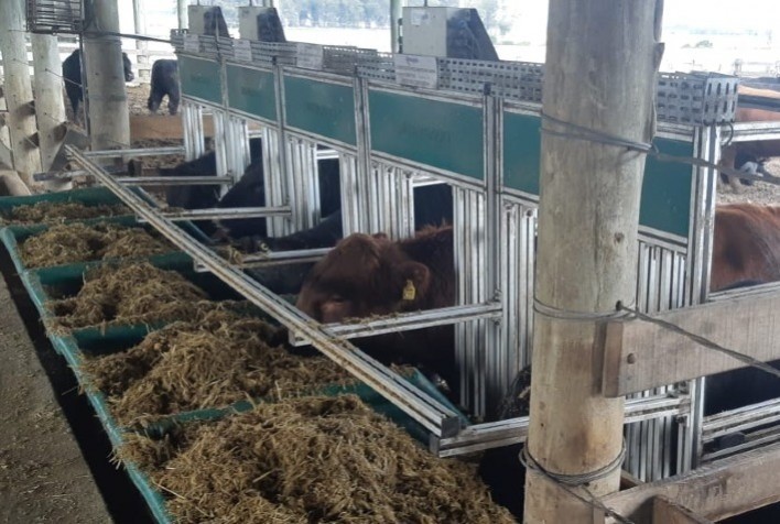 Rincon del Sarandy confirma touro na Prova de Eficiência Alimentar Angus 2023